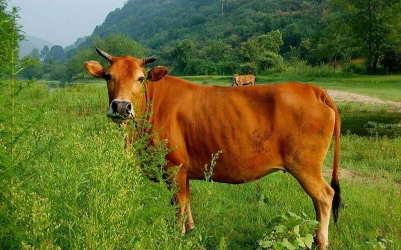 Mơ thấy bò đánh con gì? Bí ẩn điềm báo và con số thần kỳ 6 Mơ thấy bò ăn cỏ nên đánh con gì?